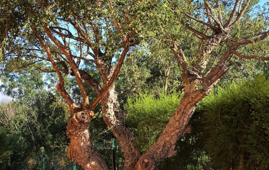 Nature Challenge - Jacqueline Muller